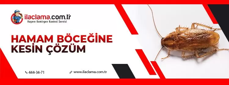 hamam böceğine kesin çözüm 