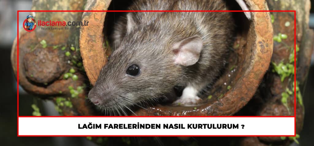 Lağım farelerinden nasıl kurtulurum