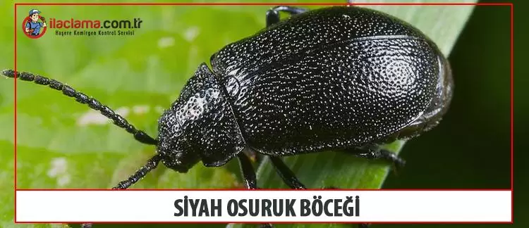 siyah osuruk böceği