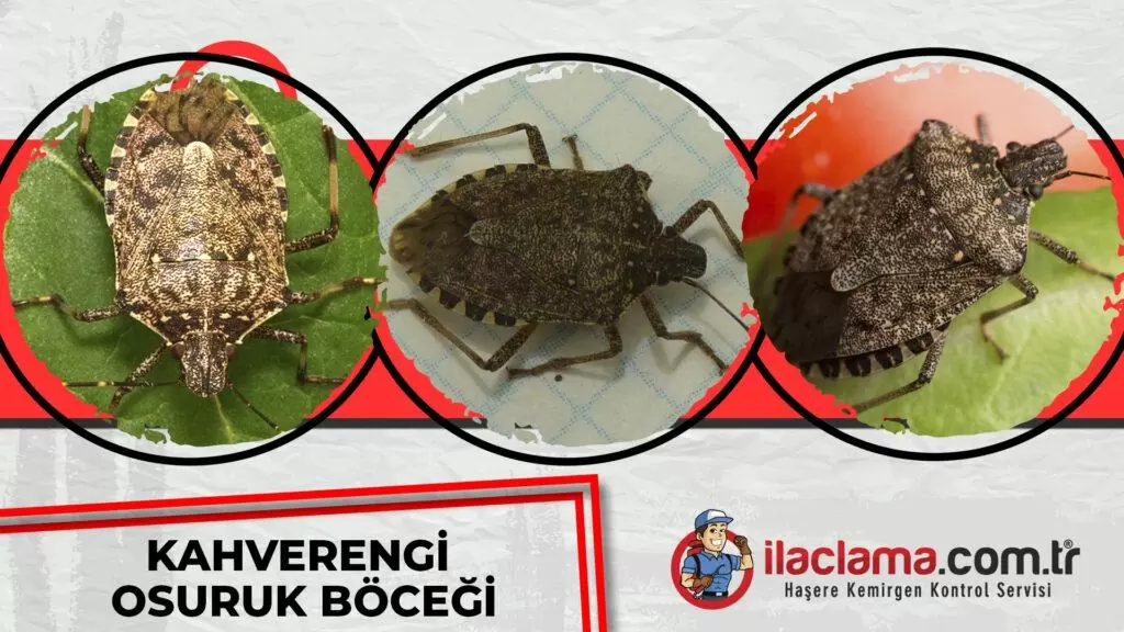 kahverengi osuruk böceği resmi