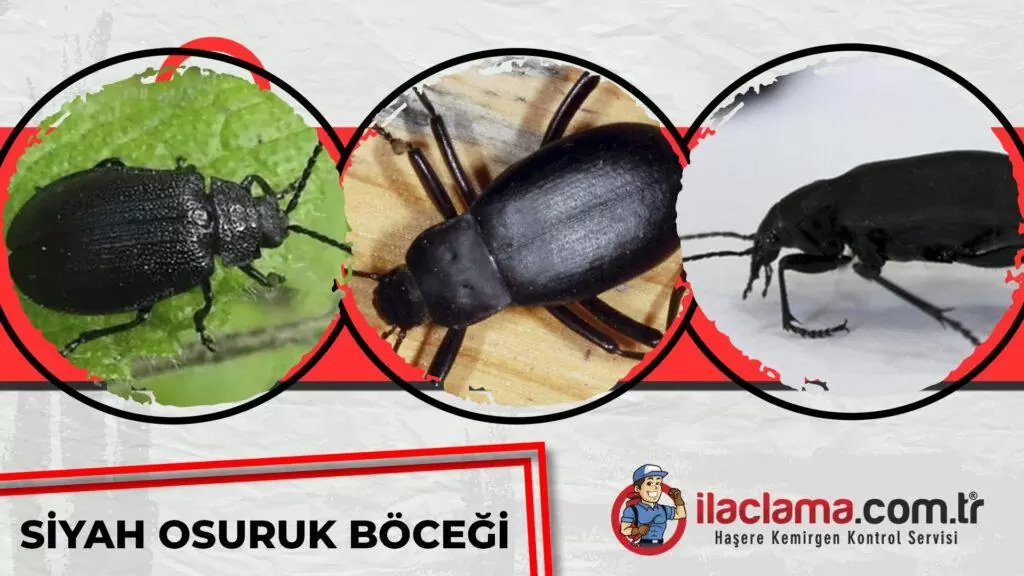 siyah osuruk böceği