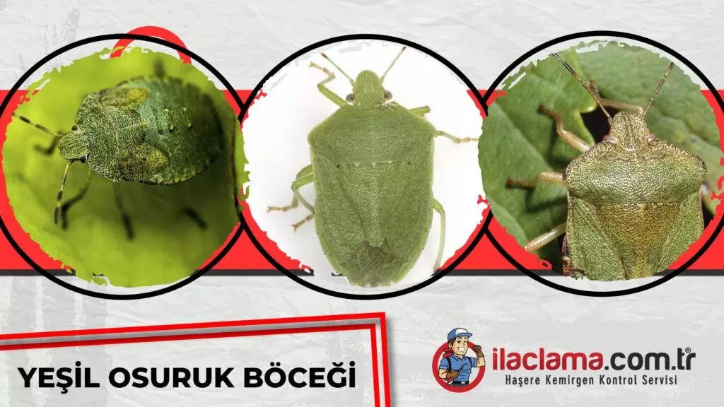 yeşil osuruk böceği