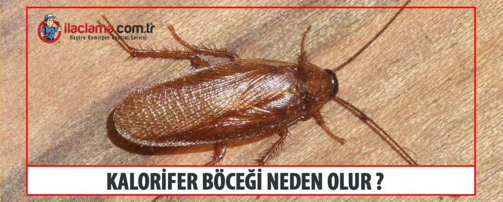 kalorifer böceği neden olur