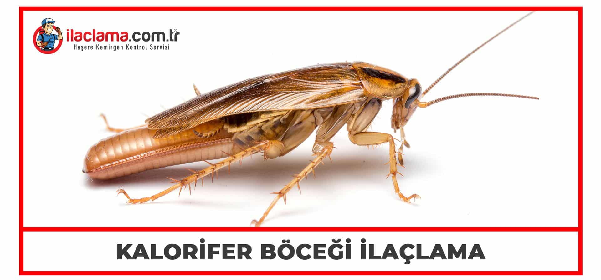 kalorifer böceği ilaçlama özet