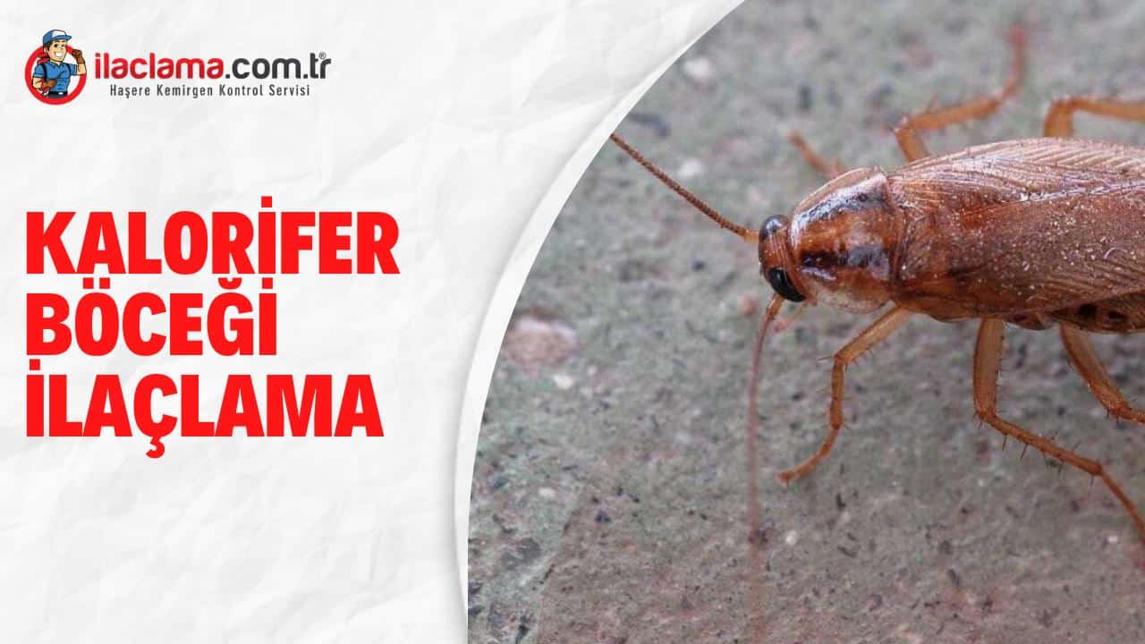 kalorifer böceği ilaçlama