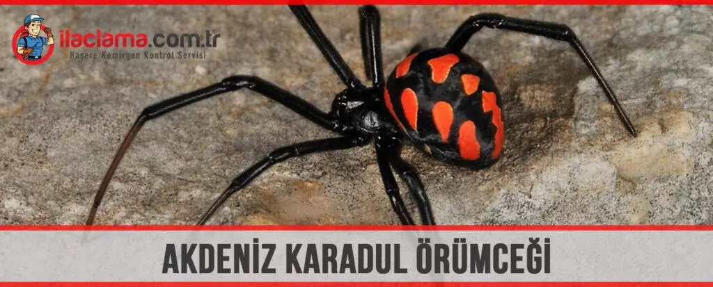 akdeniz karadul örümceği