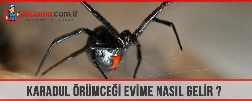 karadul örümceği eve nasıl girer