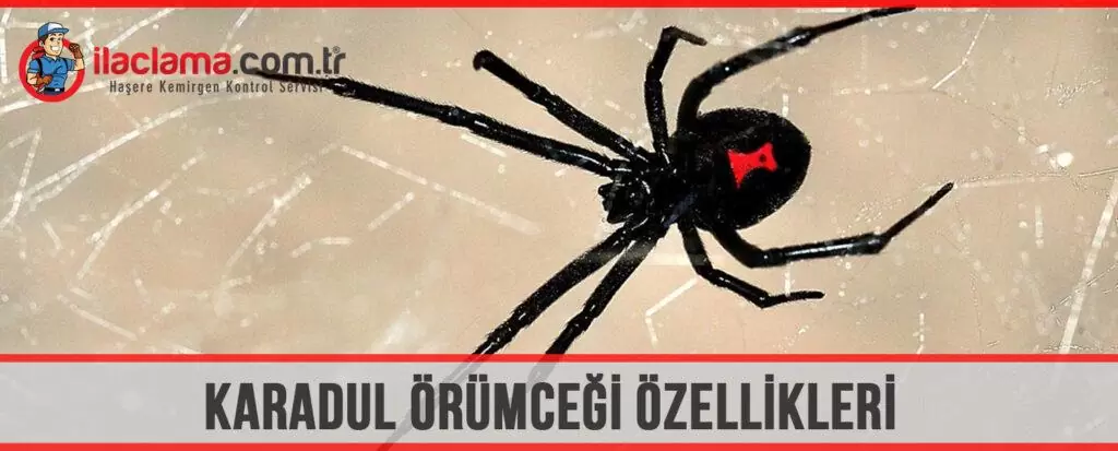 karadul örümceği özellikleri