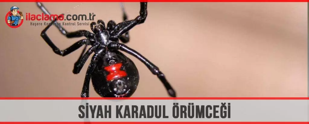 siyah karadul örümceği