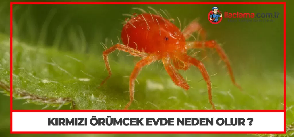 Kırmızı Örümcek Evde Neden Olur