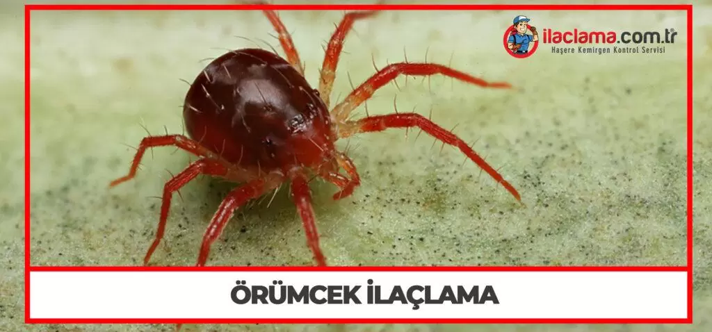 Örümcek İlaçlama