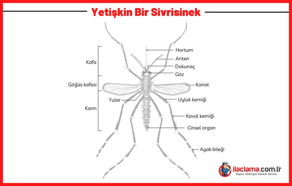 sivrisinek vücudu