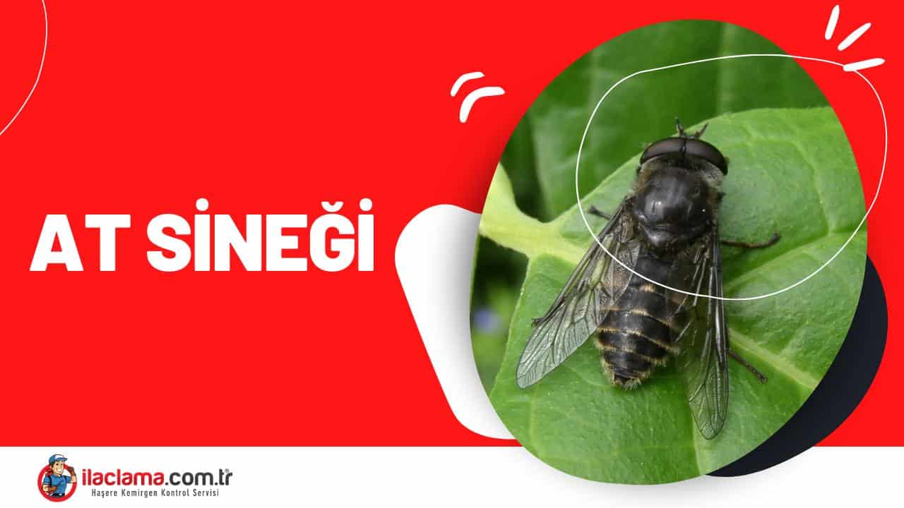 at sineği
