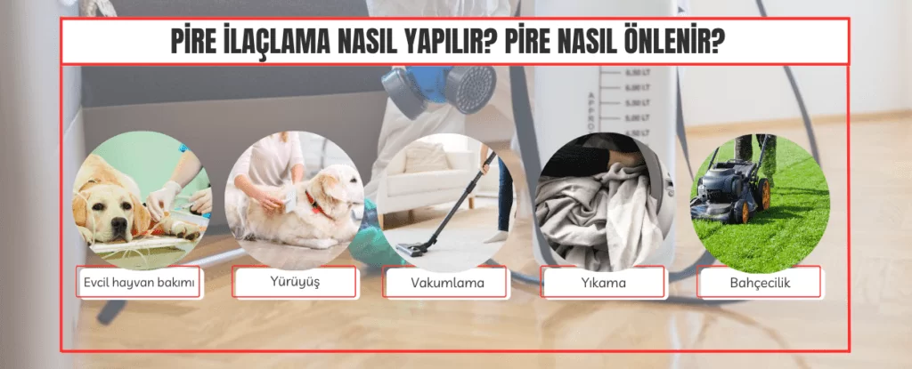 Pire ilaçlama ve diğer yöntemlerle pireleri önlemeye çalışmak