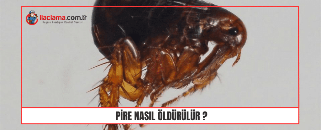 pire nasıl öldürülür