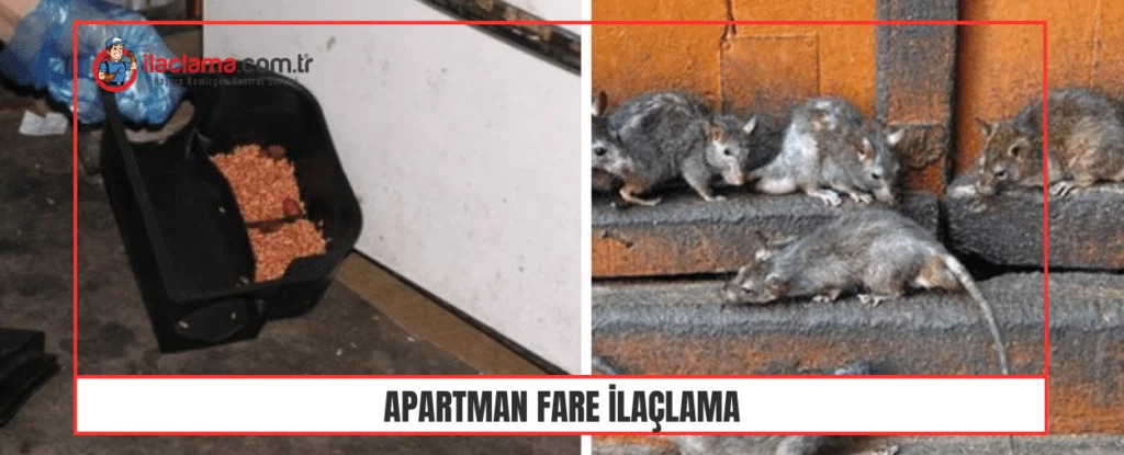 apartman da fareler ve fare ilaçlama hizmeti