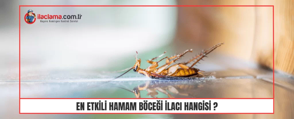En etkili hamam böceği ilacı sebebiyle ölmüş bir hamam böceği