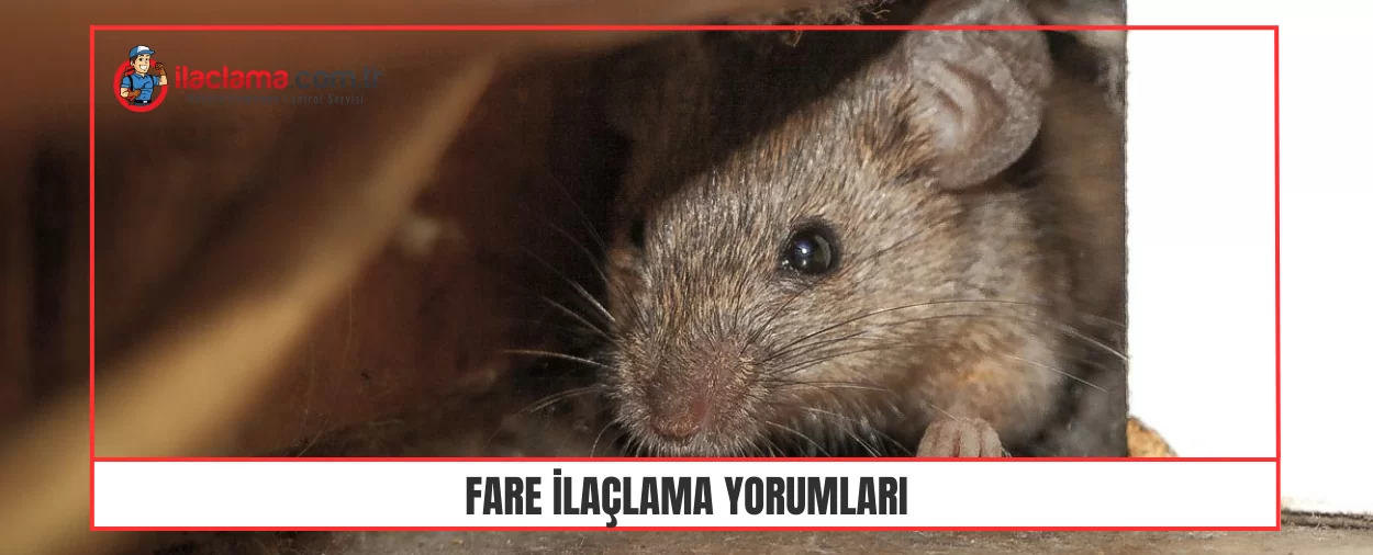 Fare İlaçlama Yorumları