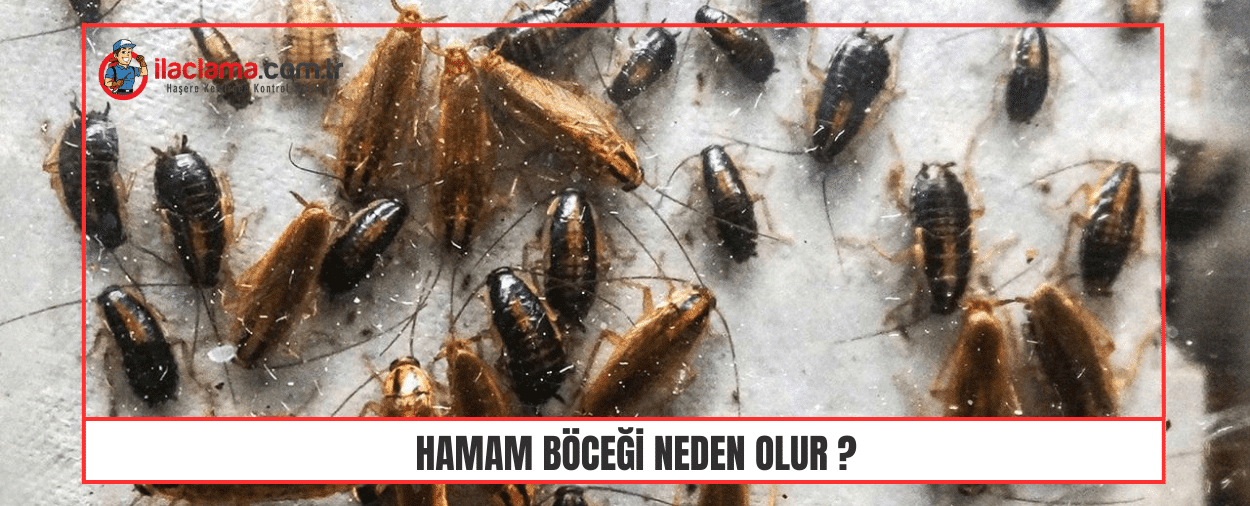 hamam böceği neden olur