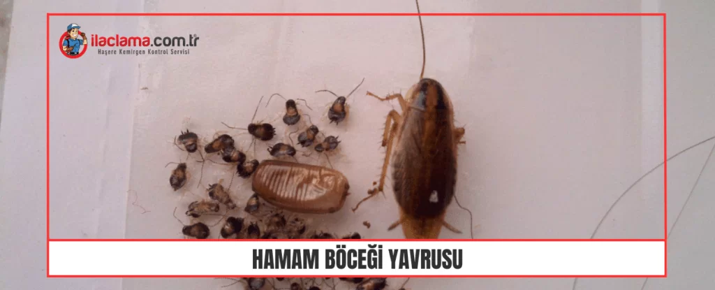 hamam böceği yavrusu