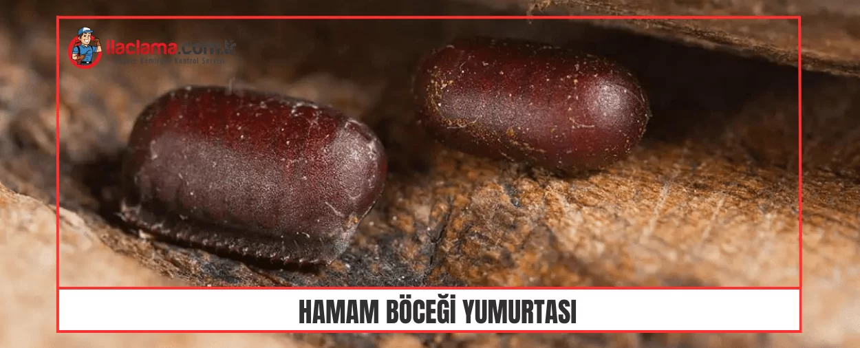 hamam böceği yumurtası