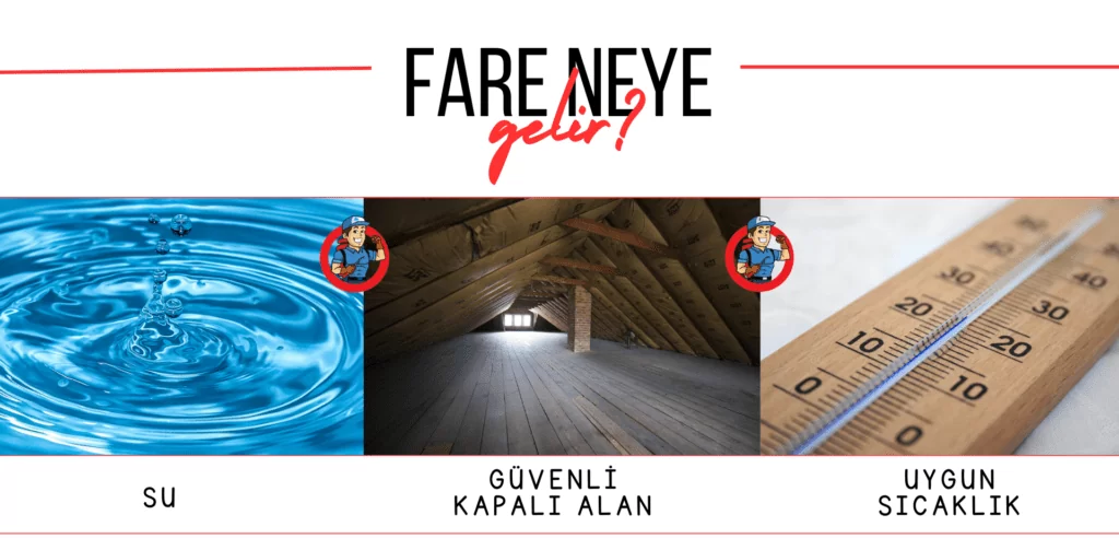 su, kapalı alan ve sıcaklı farelerin gelmesi üzerinde etkisi 