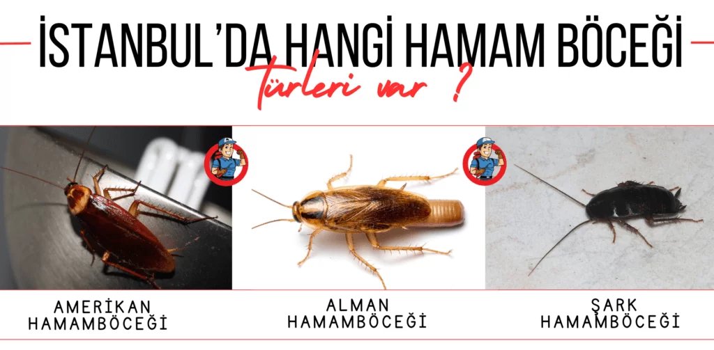 istanbul da hamam böceği türlerinin detaylı görseli