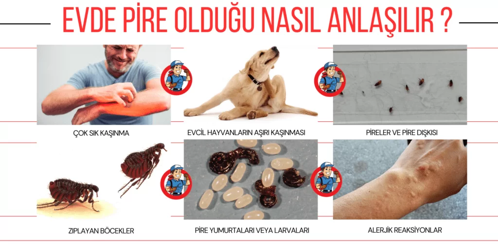 Evde Pire Olduğu nu ve istilasını gösteren belirtilerin görselleri