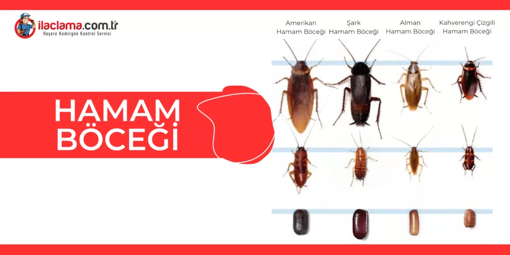 hamam böceğinin türleri, boyutları ve yumurtaları